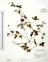 老鸛草藏品圖，第1張