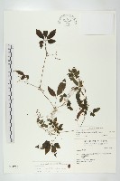 絞股藍藏品圖，第1張