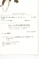 絞股藍藏品圖，第2張