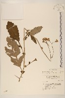 黃花三七草藏品圖，第1張