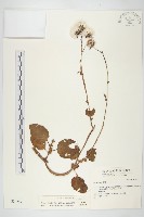 蘭嶼木耳菜藏品圖，第1張