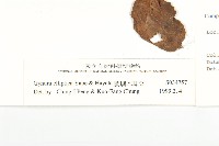 蘭嶼木耳菜藏品圖，第3張