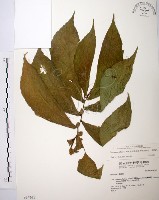 食用樓梯草藏品圖，第1張
