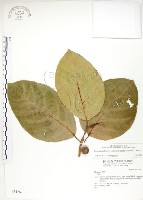 大冇榕、稜果榕藏品圖，第1張