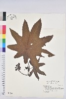 蓖麻藏品圖，第1張