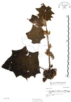 羊不食、毛茄藏品圖，第1張