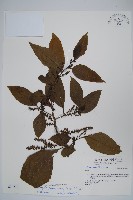 多子漿果莧藏品圖，第1張