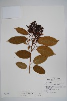 厚殼樹藏品圖，第1張