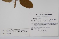 厚殼樹藏品圖，第2張