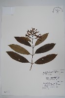 大錦蘭藏品圖，第1張