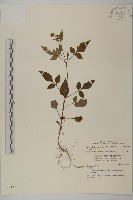 小白花鬼針藏品圖，第1張