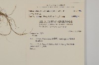 小白花鬼針藏品圖，第2張