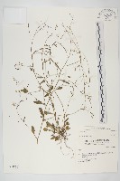 玉山筷子芥藏品圖，第1張