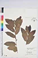 登錄號:S034816藏品圖，第1張