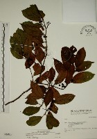 鈍齒鼠李藏品圖，第1張