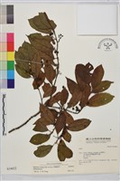 鈍齒鼠李藏品圖，第2張