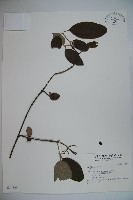 登錄號:S034824藏品圖，第1張