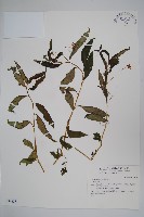 登錄號:S034838藏品圖，第1張