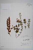 登錄號:S034845藏品圖，第1張