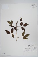 刺五加藏品圖，第1張