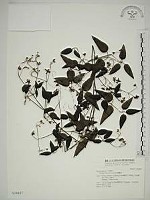 威靈仙藏品圖，第1張