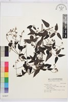 威靈仙藏品圖，第2張