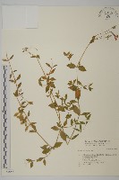 登錄號:S034853藏品圖，第1張