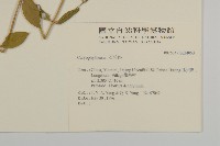 登錄號:S034853藏品圖，第2張