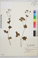 登錄號:S034856藏品圖，第1張