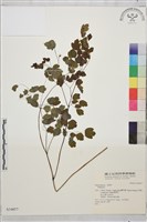 登錄號:S034857藏品圖，第1張