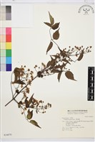 小蓑衣藤藏品圖，第1張