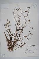 登錄號:S034880藏品圖，第1張