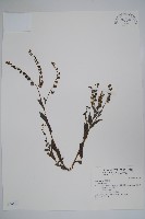 登錄號:S034891藏品圖，第1張