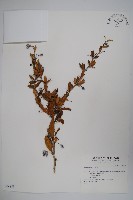 粉葉小檗藏品圖，第1張