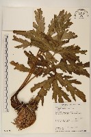 登錄號:S034907藏品圖，第1張