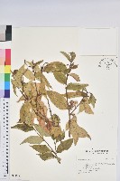 登錄號:S034915藏品圖，第1張