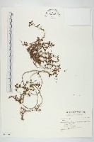 登錄號:S034920藏品圖，第1張