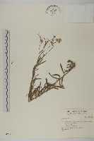 登錄號:S034924藏品圖，第1張