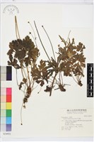 草玉梅藏品圖，第1張