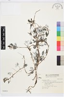 水毛茛藏品圖，第1張