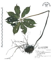 七葉一枝花藏品圖，第1張