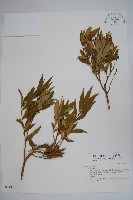 登錄號:S034939藏品圖，第1張