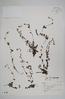 登錄號:S034940藏品圖，第1張