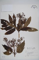 登錄號:S034942藏品圖，第1張