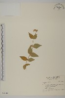 登錄號:S034946藏品圖，第1張