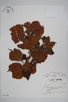 滇榛藏品圖，第1張