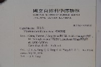 樺葉莢迷、玉山莢迷藏品圖，第2張