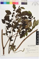 登錄號:S034955藏品圖，第1張