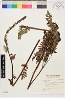 登錄號:S034964藏品圖，第1張