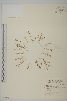 無心菜、鵝不食草藏品圖，第1張